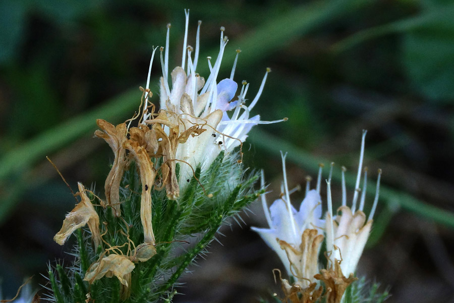 Echium italicum
